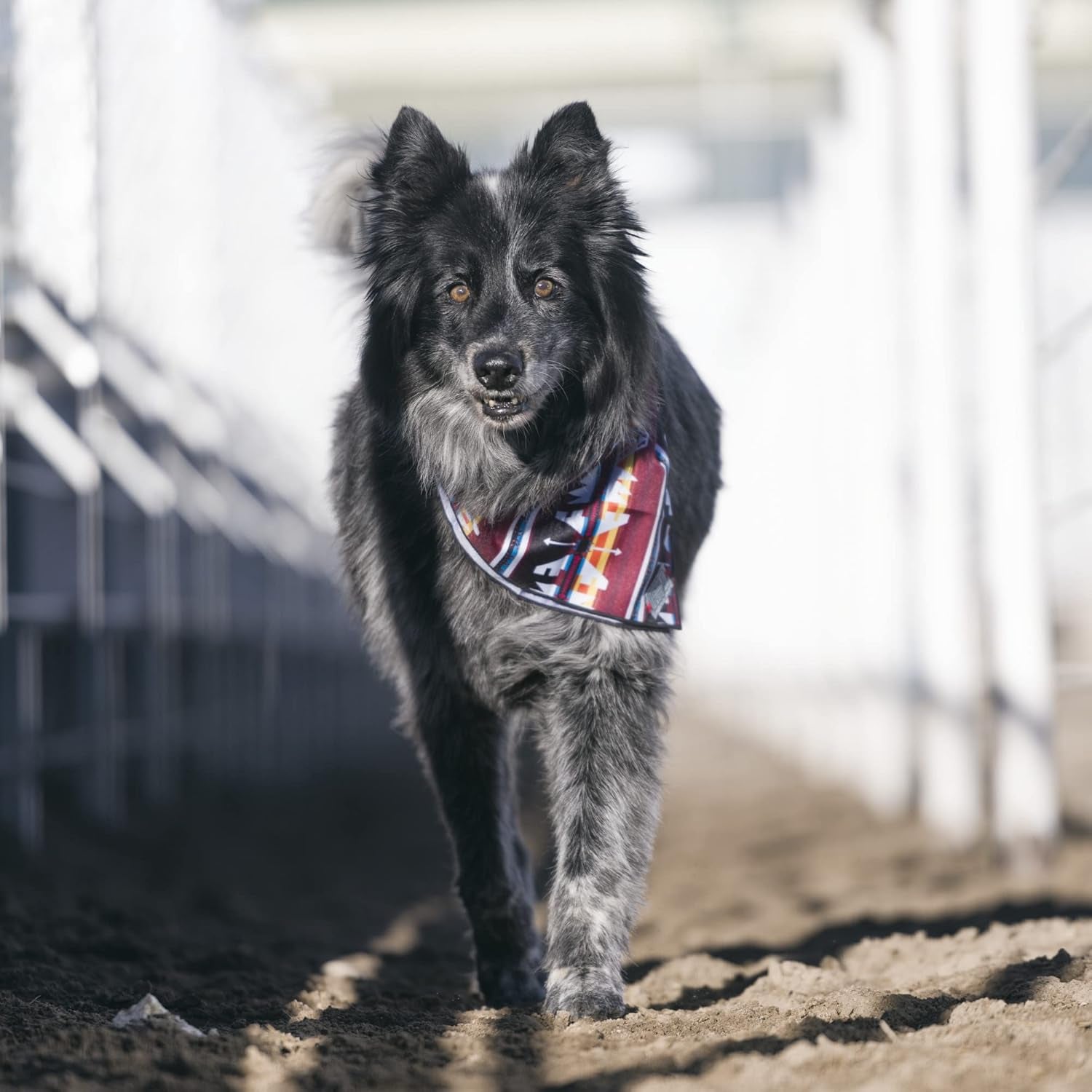 Mercantile Dog Bandana, Durable Polyester Dog Bandana with Graphic-Inspired Prints, Totem, One Size